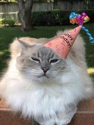 With tenor, maker of gif keyboard, add popular birthday cat animated gifs to your conversations. 15 Cat Birthday Hat Ideas Cat Birthday Birthday Hat Birthday