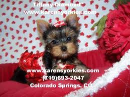 Yorkies are often thought of as a big dog in a tiny body. Karens Yorkies Yorkie Puppies For Sale Yorky Breeder We Have Many Yorkies For Sale Yorkie Puppy Yorky Puppies Teacup Yorkies Yorkshire Terrier