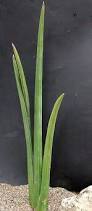 Image result for Sansevieria pearsonii