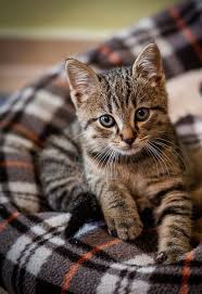 Black And Grey Tabby Kittens Tabby Kitten In 2020 Cute Cats Photos Kittens Cutest Cute Cats