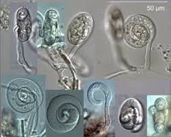 Image result for Diplorhynchus