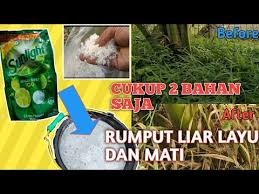 The longest eating duration find in secondary forest. Cara Mematikan Rumput Dengan Herbisida Racikan Sendiri Youtube