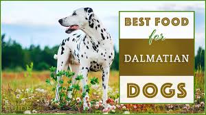 9 Best Healthiest Dog Food For Dalmatians In 2019