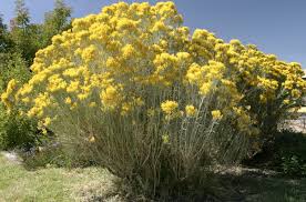 Image result for Tacazzea rosmarinifolia