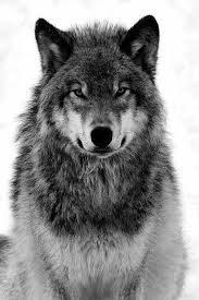Aimer Chien Photographie Dessiner Des Animaux En Noir Et Blanc Aleatoire Crayon Animaux Beaux Animaux Sauvages Animaux Noirs