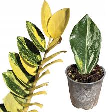 Image result for Zamiokulkas Zamioculcas