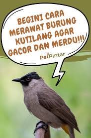 Begini Cara Merawat Burung Kutilang Agar Gacor Dan Ngekek Panjang Burung Makanan Burung Hewan Peliharaan