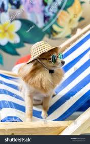 Chihuahua Dog Wearing Hats And Sunglasses In The Beach Chair Summer Holidays Concept Ad Ad Hats Sunglasses Wear Cute Chihuahua Chihuahua Baby Chihuahua