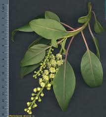 Image result for Phytolacca dioica