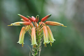 Image result for Aloe cooperi
