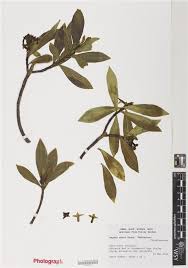 RHS Digital Collections