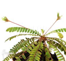 Image result for Biophytum