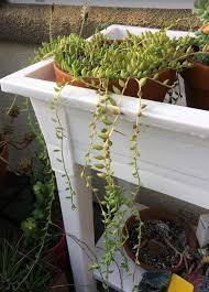 An underwatered string of pearls will be easy to spot. String Of Bananas Senecio Radicans Care Propagation Toxicity Succulent Plant Care