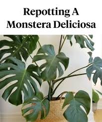 Repot Your Monstera Video Repotting Plants Plants Big Indoor Plants