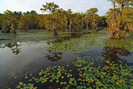 Maybe you would like to learn more about one of these? Caddo Lake Us Vacation Rentals Cabin Rentals More Vrbo