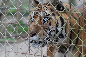 Adopt a rescue cat through petcurious. Midwestern Jungle Indiana Daily Student