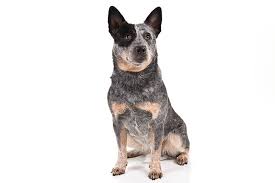 This post may contain affiliate links. Australian Cattle Dog Dog Breed Information
