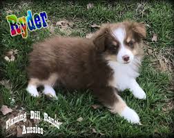 Breeder dog dogs, teacup, puppy for sale , florida dog breeder, fl, australian shephred, merle puppy, bet. Toy Australian Shepherd Puppies For Sale Dallas Tx 263252
