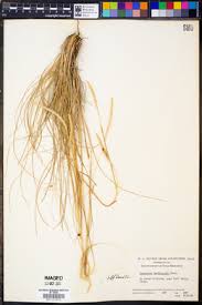 Image result for Elionurus