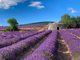 Où voir la lavande en Drôme provençale ? : Idées week end Ardèche, Drôme - Routard.com