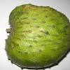 Bunga durian belanda berbentuk segitiga dan bertangkai pendek, mempunyai tiga kelopak berwarna hijau dan berubah menjadi kekuningan apabila mekar. Https Encrypted Tbn0 Gstatic Com Images Q Tbn And9gcsxmzqmhuxb8j Ddvb8tci6mobpqkaqppga4sjx9dqnjpbovua Usqp Cau