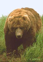 Black bears weigh 600 pounds and stand 7 ft tall. Kodiak Brown Bear Fact Sheet Alaska Department Of Fish And Game