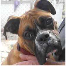 Boxers are stocky and medium in size with strong jaws and a. Adopt Baron On Petfinder Boxer Dogs Boxer Puppies Boxer Love