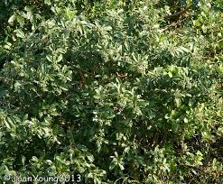 Image result for Ozoroa