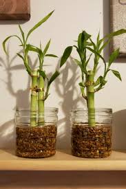 Lucky Bamboo In Glass Vase Making Plant Pots Lucky Bamboo Glass Vase