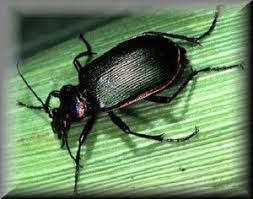 Black Beetle Like Bug In House Ground Beetles Large Long Legged Shiny Blue Black Or Brown Beetles That Hide Under Rocks And Logs During The Day An Insects Cutworms Perennial Ground Cover