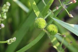 Image result for Wiesneria