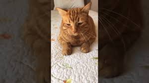 Tosun Kedi Bob Youtube