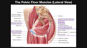The vertical muscles aid in compressing the abdominal cavity, stabilizing the pelvis, and depressing the ribs attachments: The Pelvic Floor Muscles Part 2 Origins Insertions Actions Etc Youtube