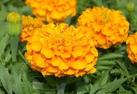 Image result for Tagetes erecta