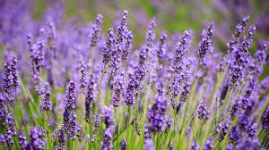 I've always found this to be one of the best plants for hummingbirds. 21 Easy Perennials To Plant In Canada Chatelaine