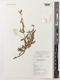 Image result for Spermacoce natalensis