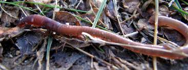 Image result for images Finding worms