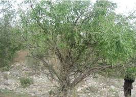 Image result for Salvadora