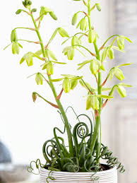Image result for Albuca
