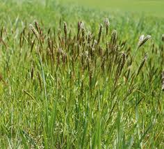 Image result for Anthoxanthum