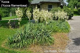 Image result for Yucca