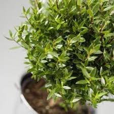 How To Get Rid Of Fruit Flies Breeding In Plant Dirt Fruit Flies In House Fruit Flies Plants