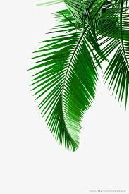 Green Palm Leaves Picture Material Green Leaves Green Plant Png Transparent Clipart Image And Psd File For Free Download Fotos De Folhas Coqueiro Desenho Coqueiro Png