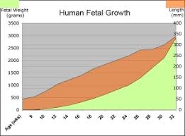 Fetal Development Embryology