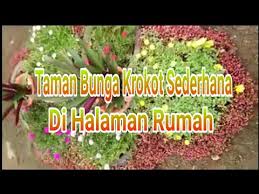 Warna yang dimiliki bunga tersebut beraneka ragam seperti putih, merah namun, tetap saja untuk menghasilkan bunga krokot yang baik, cantik dan sehat tentu diperlukan cara menanam bunga krokot. Taman Bunga Krokot Depan Rumah Bungadroid