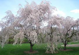 Apr 29, 2021 · dwarf weeping cherry blossom trees are perfect for small, compact gardens. Weeping Cherry Trees Types And Care White And Pink Weeping Trees