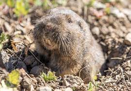 How To Get Rid Of Gophers Updated For 2021 Pests Org