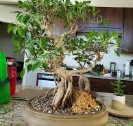 A bit of structural work on my Tiger Bark Ficus. Multiple ...