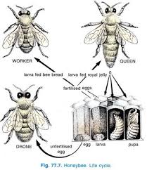 drone honey bee life cycle drone hd wallpaper regimage org