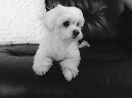 Black And White Maltese Myla Myla Maltese Photo